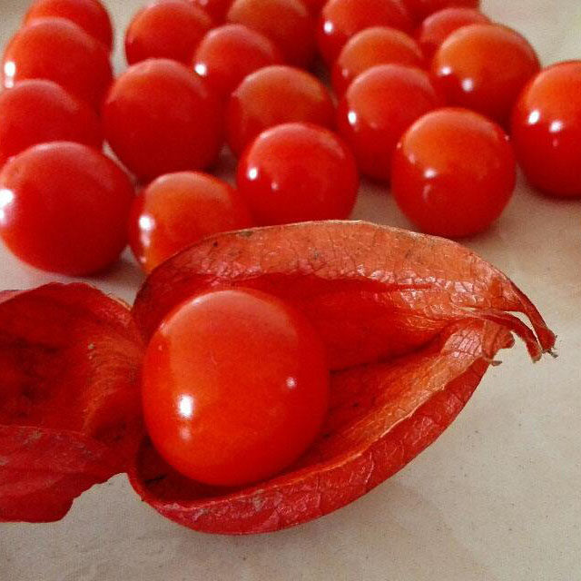 红皮山菇娘种子红菇水果菇娘种籽盆栽春夏夏秋家庭园艺种子