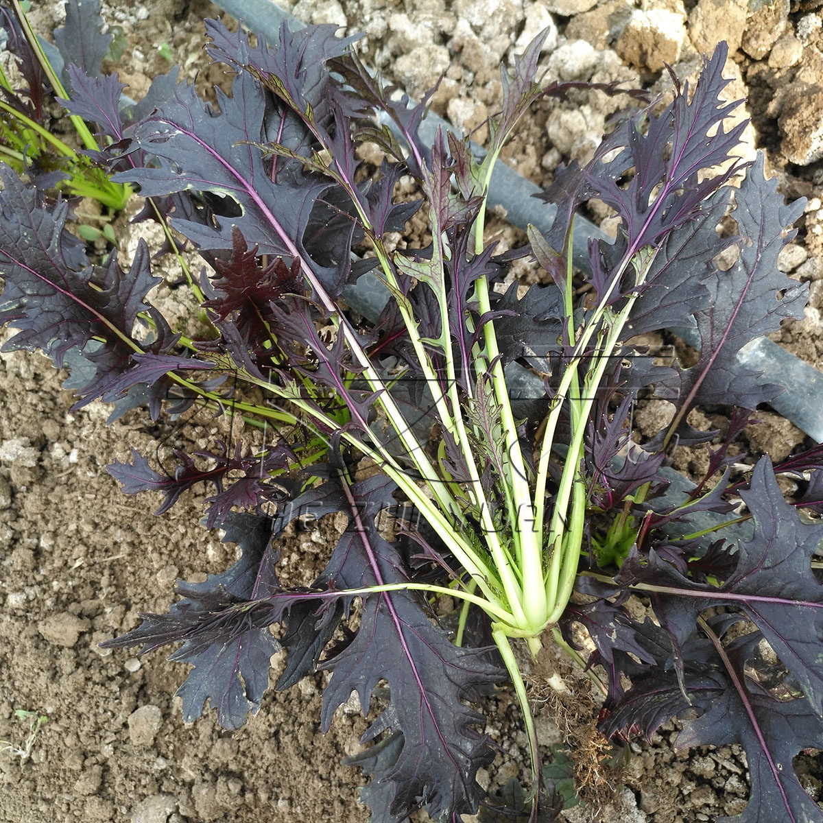 紫衣芥菜种子水菜种子水晶菜种籽四季紫色蔬菜种籽青菜春夏秋冬季