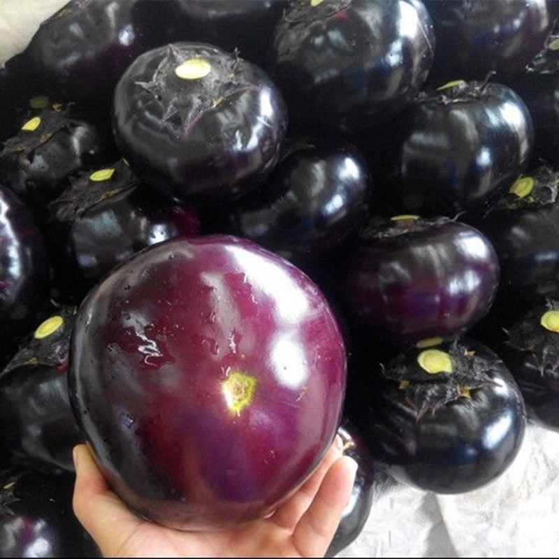 茄子天津快圆种子苗秧种籽蔬菜菜种四季盆栽家庭园艺种子