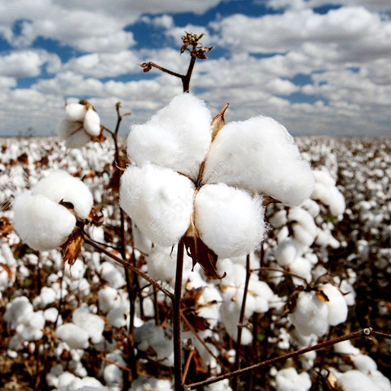 彩棉盆栽种子棉宝宝棉花花卉阳台种籽四季幼儿园家庭园艺种子