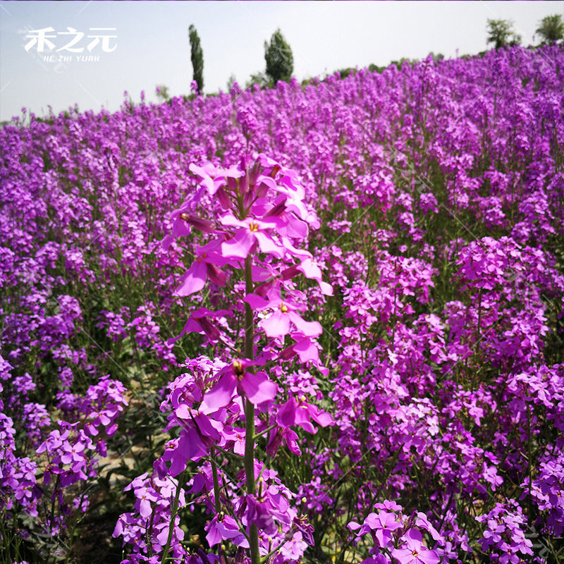 种子四季蓝香花种易活景观花海花卉欧亚香花家庭园艺种子