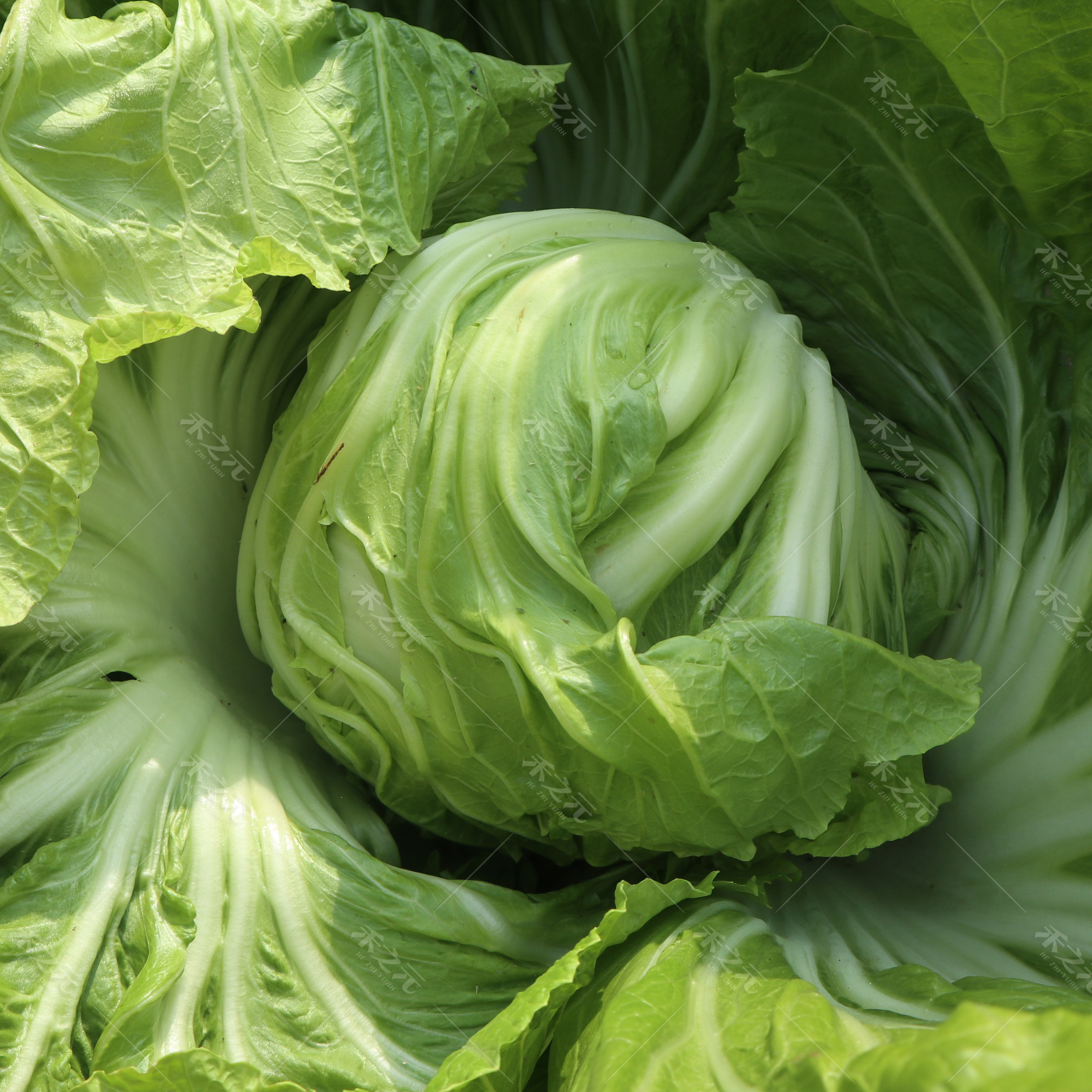 水东芥菜卷心大芥菜种子蔬菜四季播春菜种籽种孑秋冬季蔬菜种子