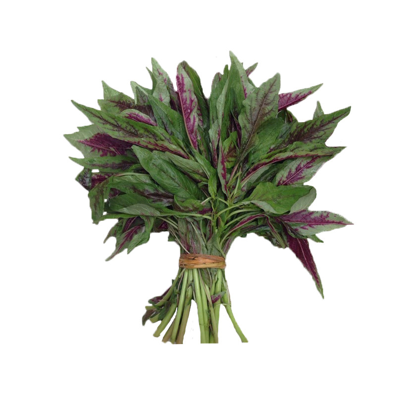 柳叶一点一点红红红苋菜菜种籽种野菜青菜种子家庭园艺种子