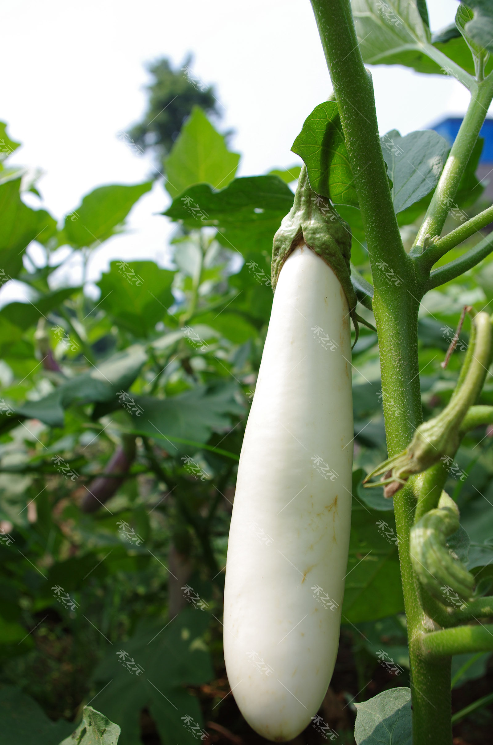 公主白茄子白长茄冬春夏秋茄子种籽