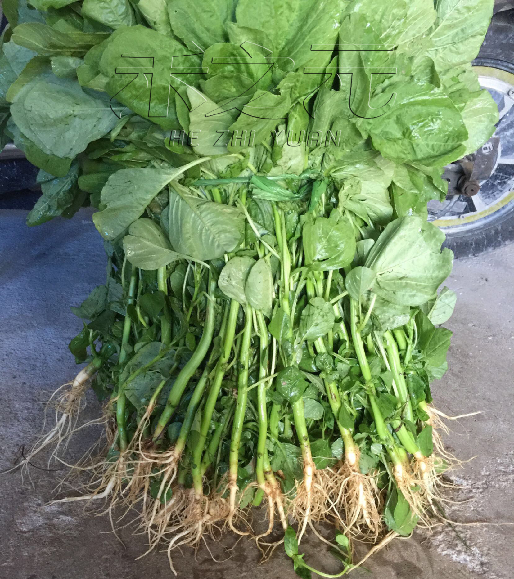苋菜白苋菜种籽种植秋冬季阳台菜种蔬菜四季野菜家庭园艺种子
