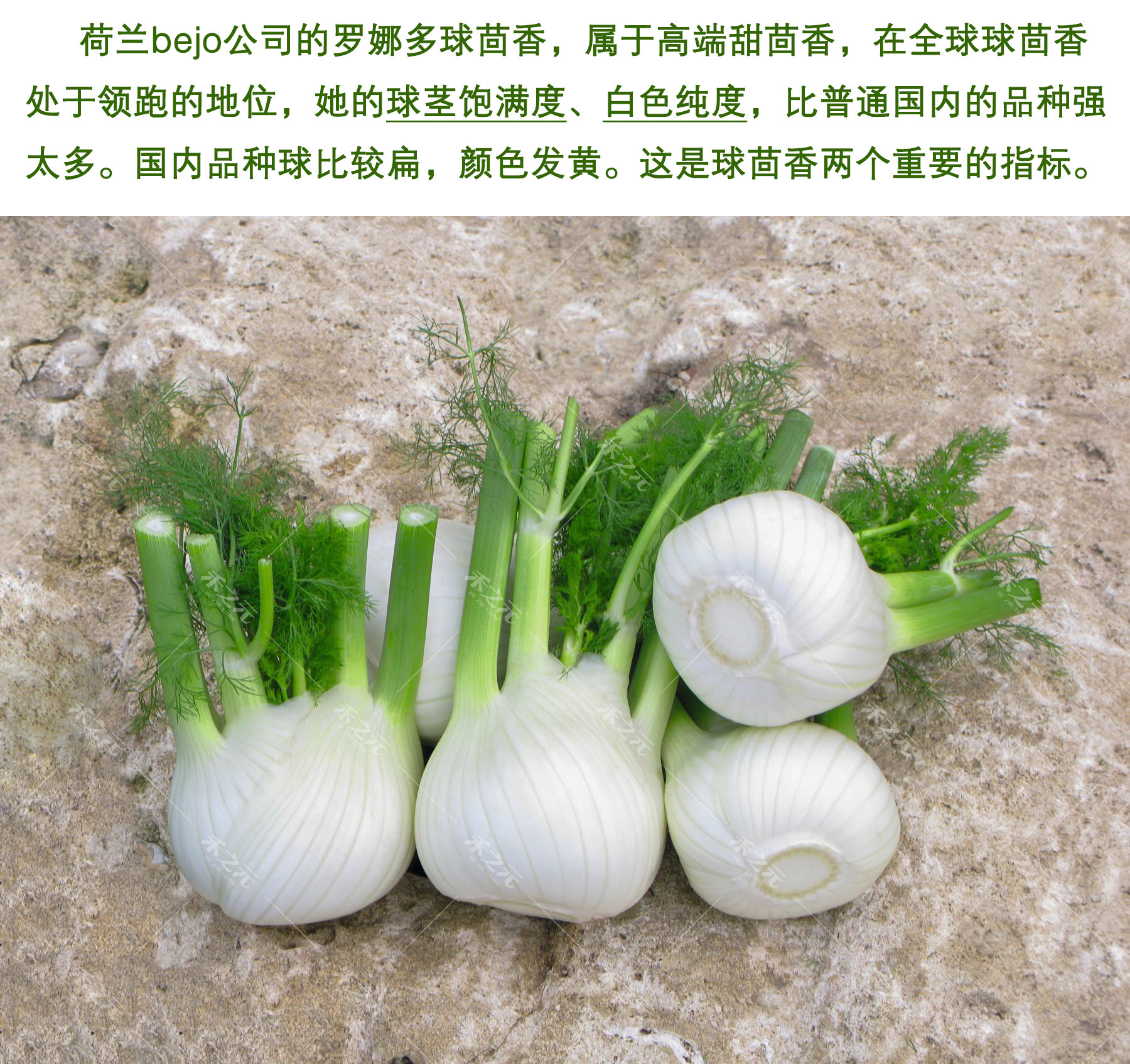 球茎茴香种子割茬小茴香籽结荷兰进口四季春夏家庭园艺种子