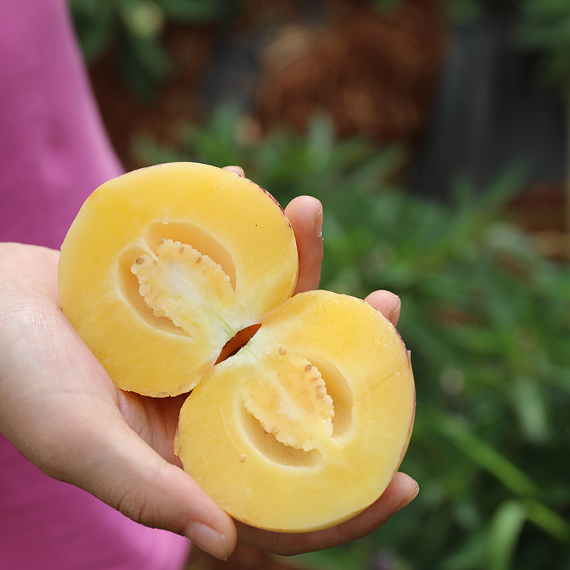 水果人参果云南石林新鲜当季现摘树上熟黄孕妇人参果