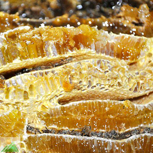 城口高山土蜂蜜农家自产野生蜂蜜百花蜜九月蜜巢蜜纯正天然纯蜂蜜