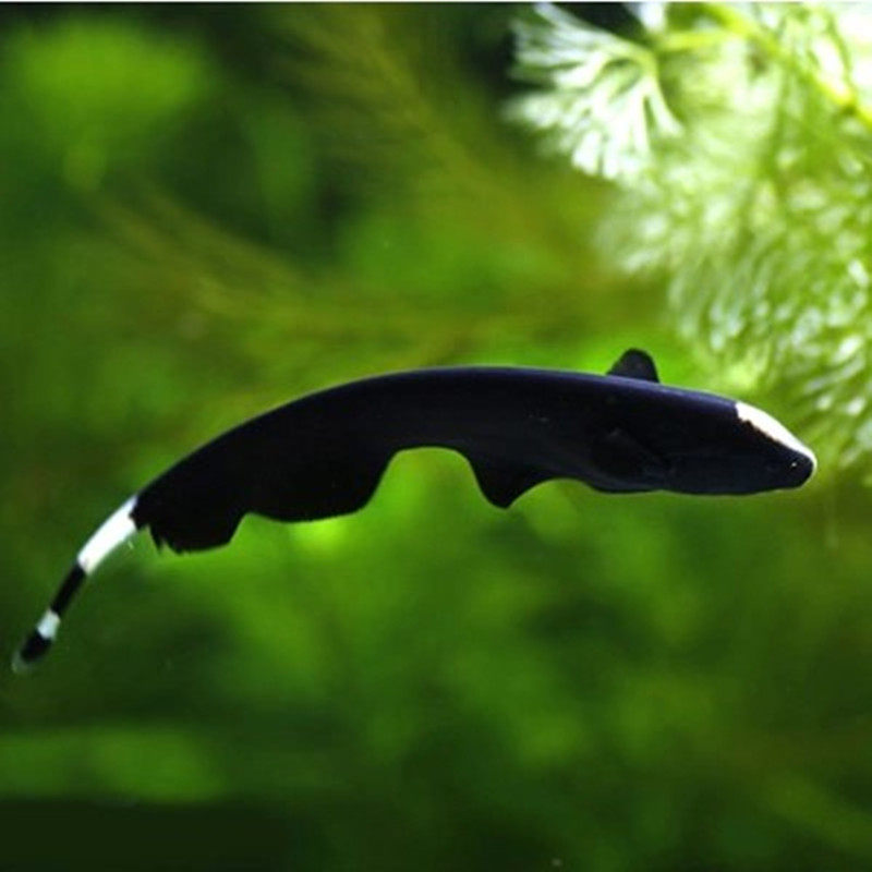 魔鬼热带羽毛刀黑活体发财鱼风水水银龙鱼淡水鱼