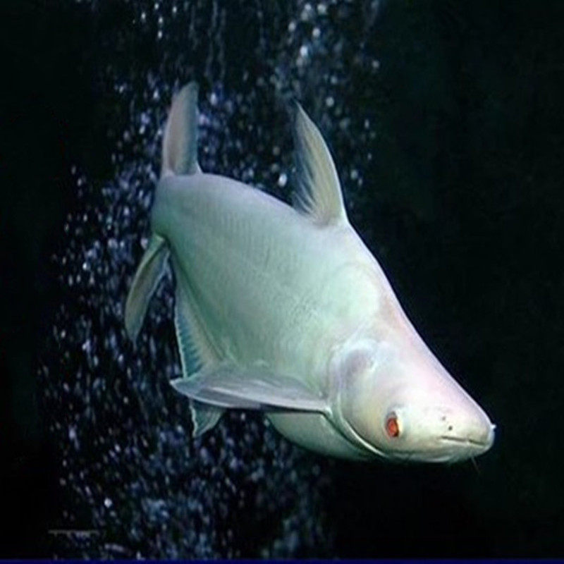 鲨鱼热带鱼淡水淡水鲨活体虎鲨观赏鱼大型虎头大白鱼