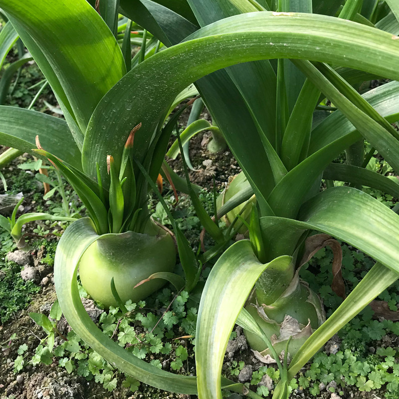 虎眼万年青可食用成品品种植物盆栽种子特价海三年时令草本花卉