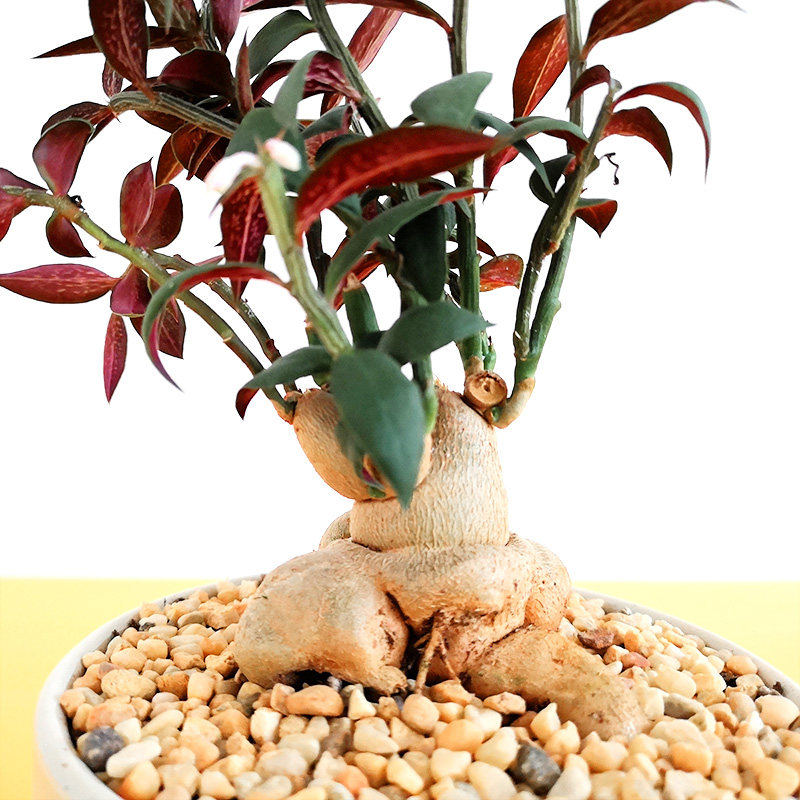 多肉人参大戟绿植老桩精灵花卉盆栽室内植物多肉植物