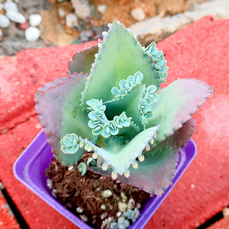 蕾丝公主落地生根多肉植物办公办公室室内阳台四季多肉植物