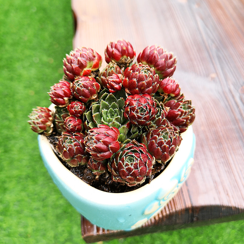 西瓜长生系列多肉植物四季盆栽超萌绿植花卉多肉植物