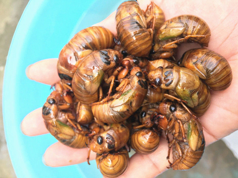 2019新鲜冰冻知了猴金蝉爬拉猴唐僧肉解了猴300只240元 多省包邮