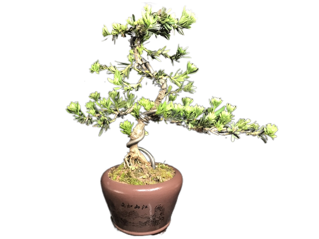 一图阳台常青迎客松老桩盆景客厅庭院一拍汉松绿植