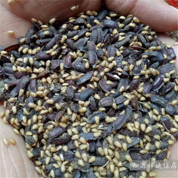 土元卵 土元卵块 土元卵鞘 土元种子土鳖卵 土鳖种子1000g包邮