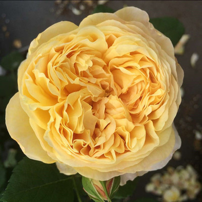 月季法国进口香水切花月季花花苗查尔斯达尔文花期时令草本花卉