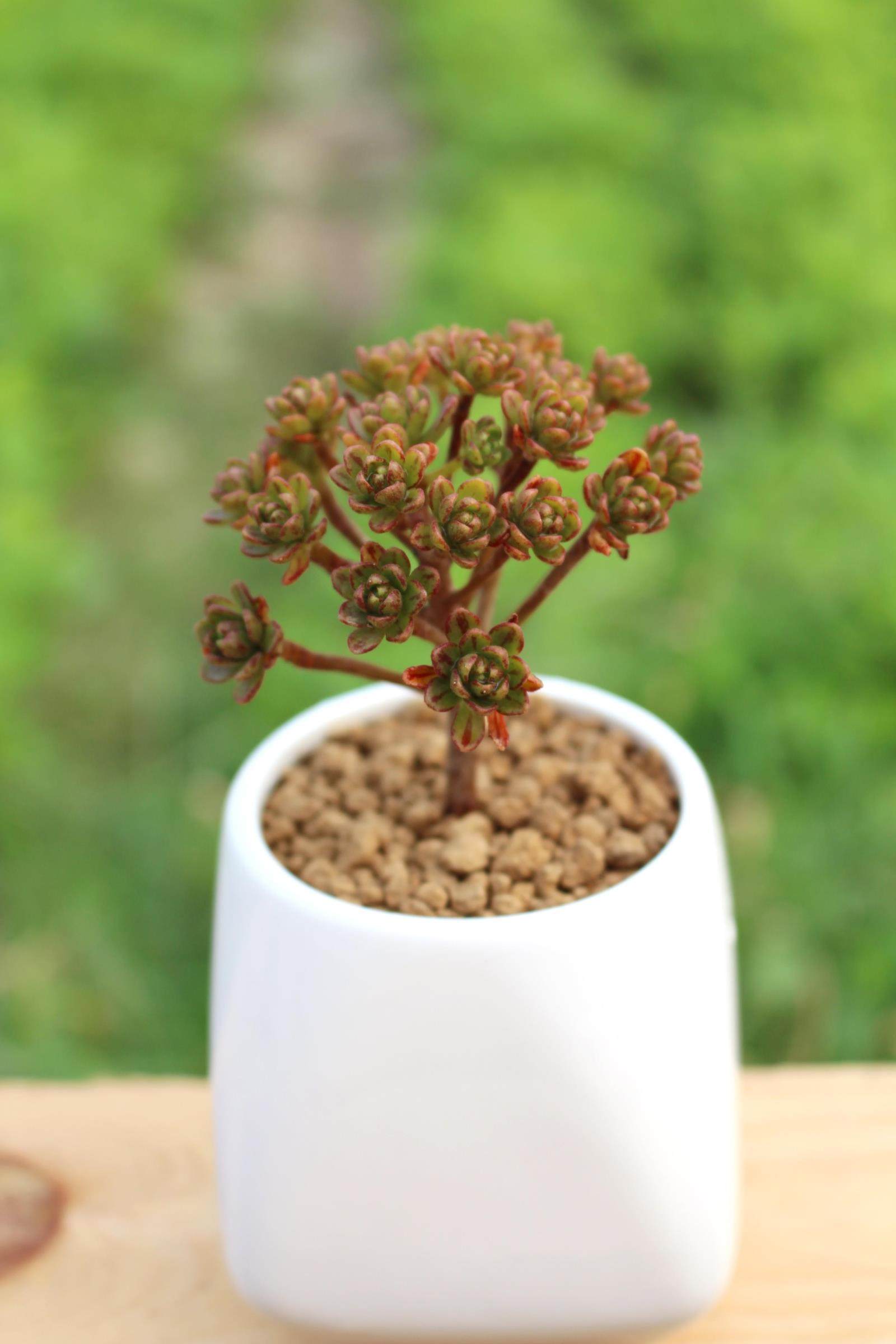 植物日本小松多肉办公室防辐射室内盆栽绿植老桩多肉植物