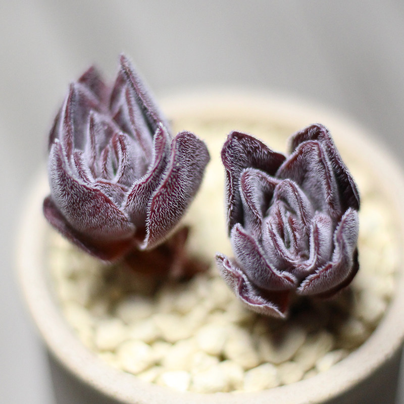 多肉植物焰芒韩国进口组合盆栽肉肉多肉盆园艺多肉植物