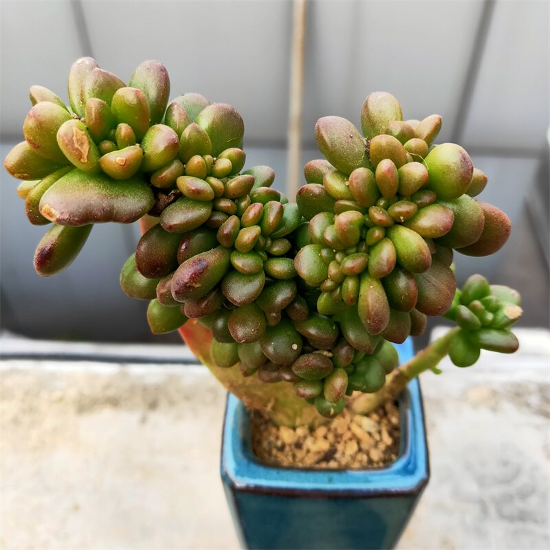 丸叶松绿缀化多肉植物大颗群生老桩阳台办公室多肉植物