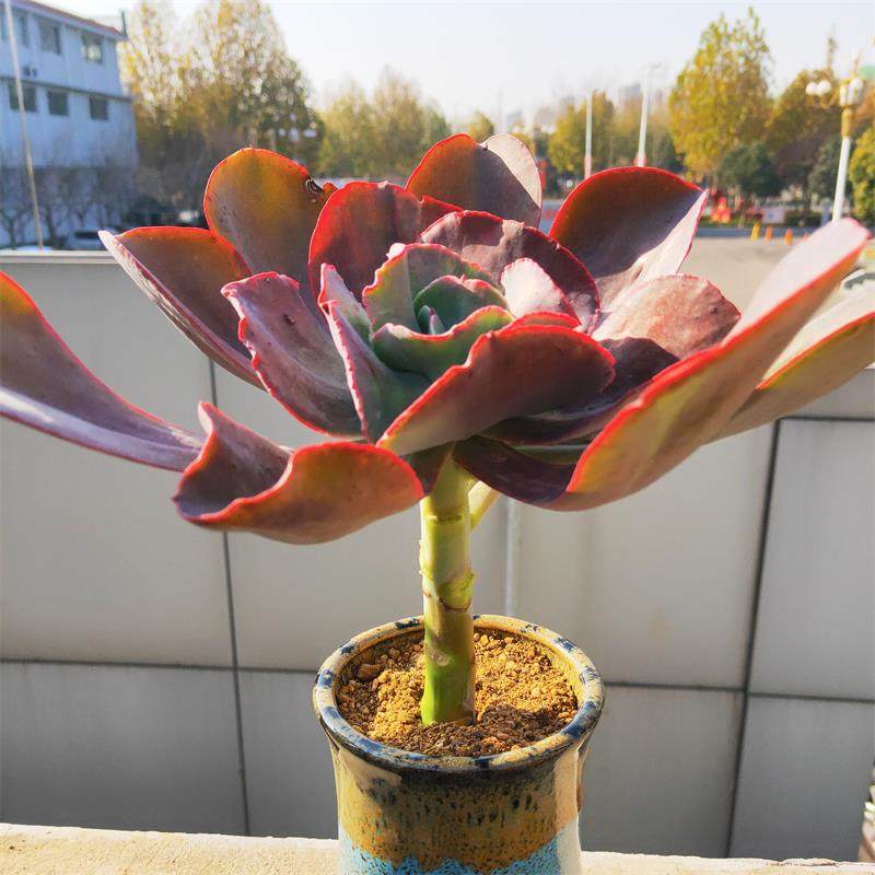 多肉植物大叶秀妍初吻大颗老桩花卉绿植组合多肉植物