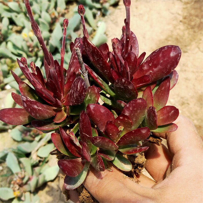 紫蝶多肉植物大颗多头花卉绿植盆栽组合办公室多肉植物