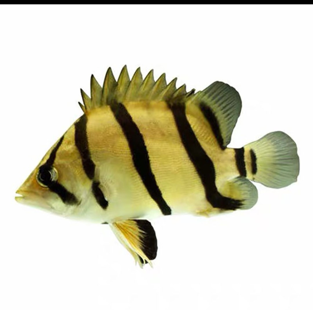 虎鱼印尼泰虎淡水苏虎杂纹四纹观赏鱼练手苗子鱼