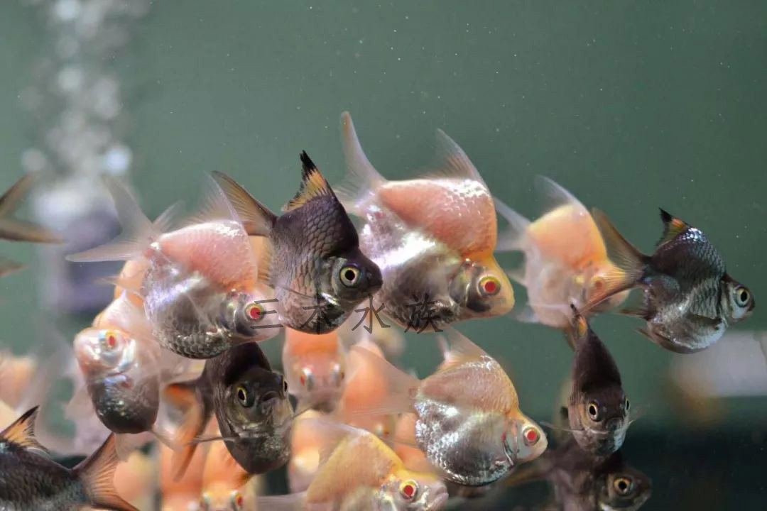 泰国双线鲫短元宝红眼0号龙鱼配鱼淡水热带鱼