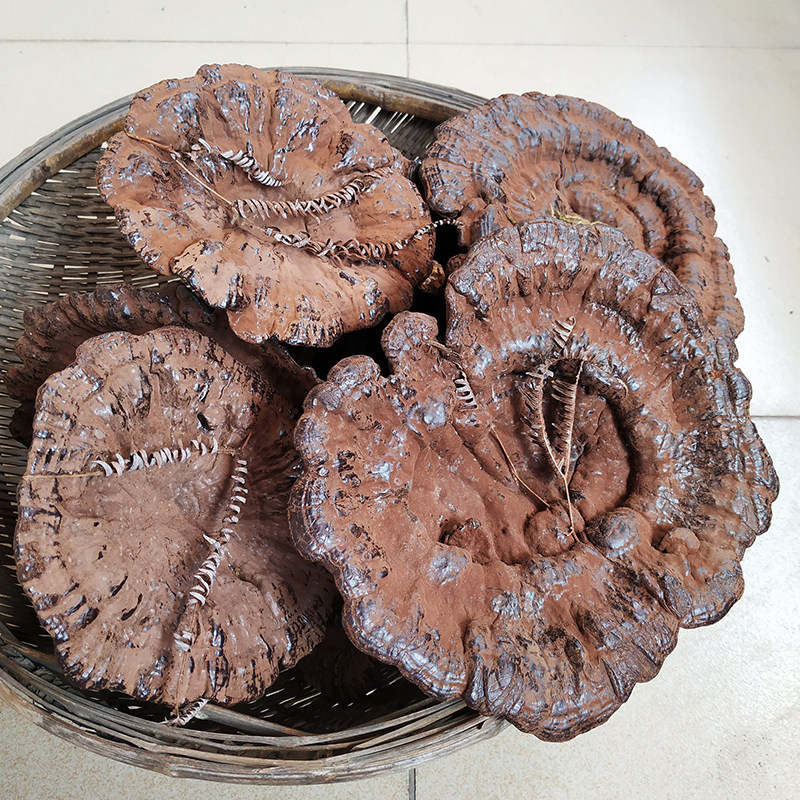 林芝野生灵芝整朵干货粤北特产半野生大个紫灵芝切片4-5个一斤装