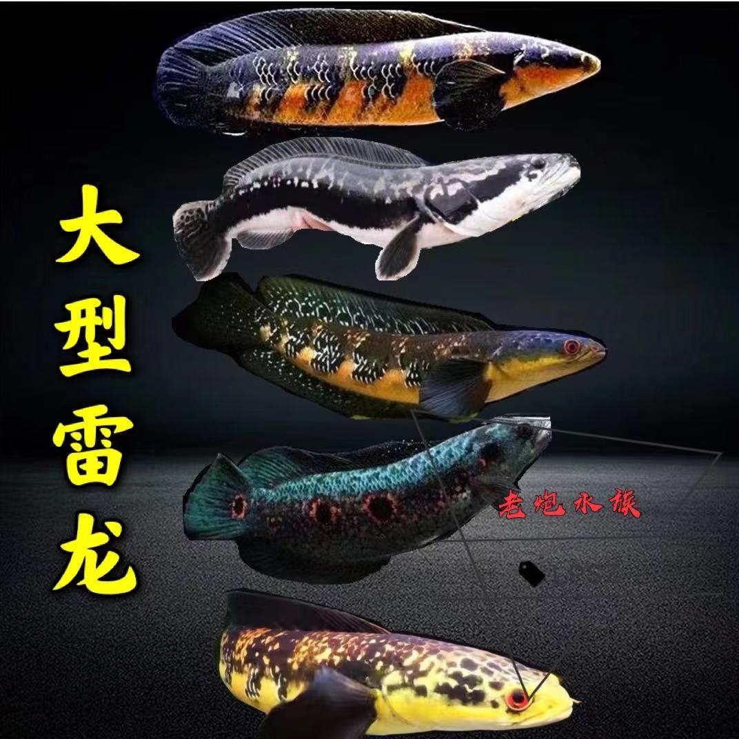 小盾活体猛鱼凶猛雷龙大型红魔鳢大黄红魔多曼鱼