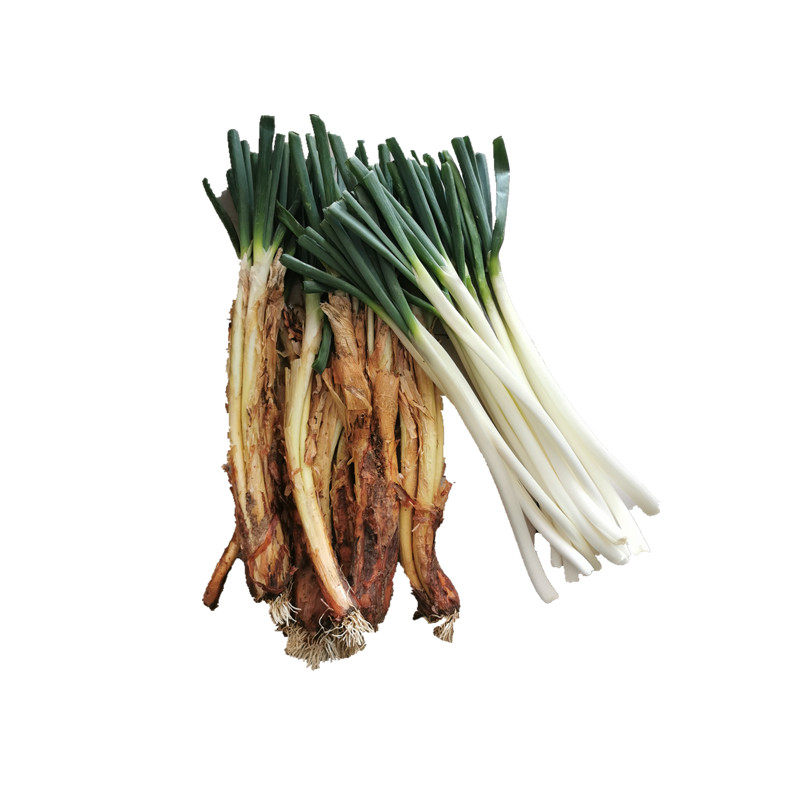 陕北特产红皮大葱羊肉调味品旱地农家自种2020年葱类