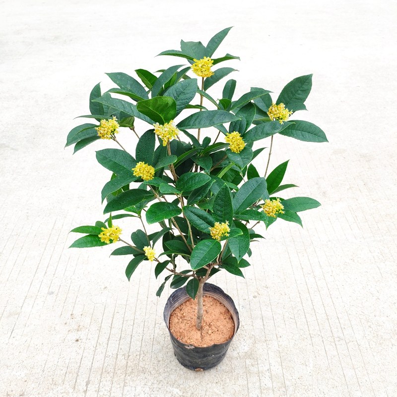 桂花四季常青植物室内阳台盆栽花卉庭院别墅花卉