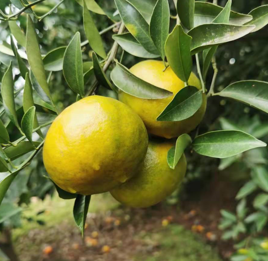 红橘四川内江江大红袍柑陈允斌老师推荐老树桔子