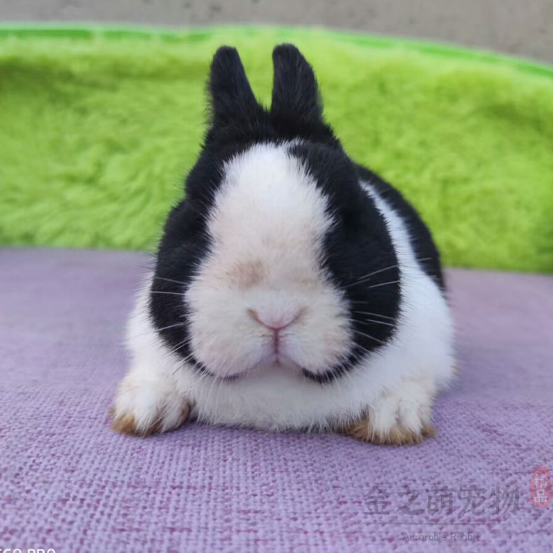 纯种进口双血荷兰短毛凤眼侏儒兔 长不大兔子活物小鹿色宠物兔