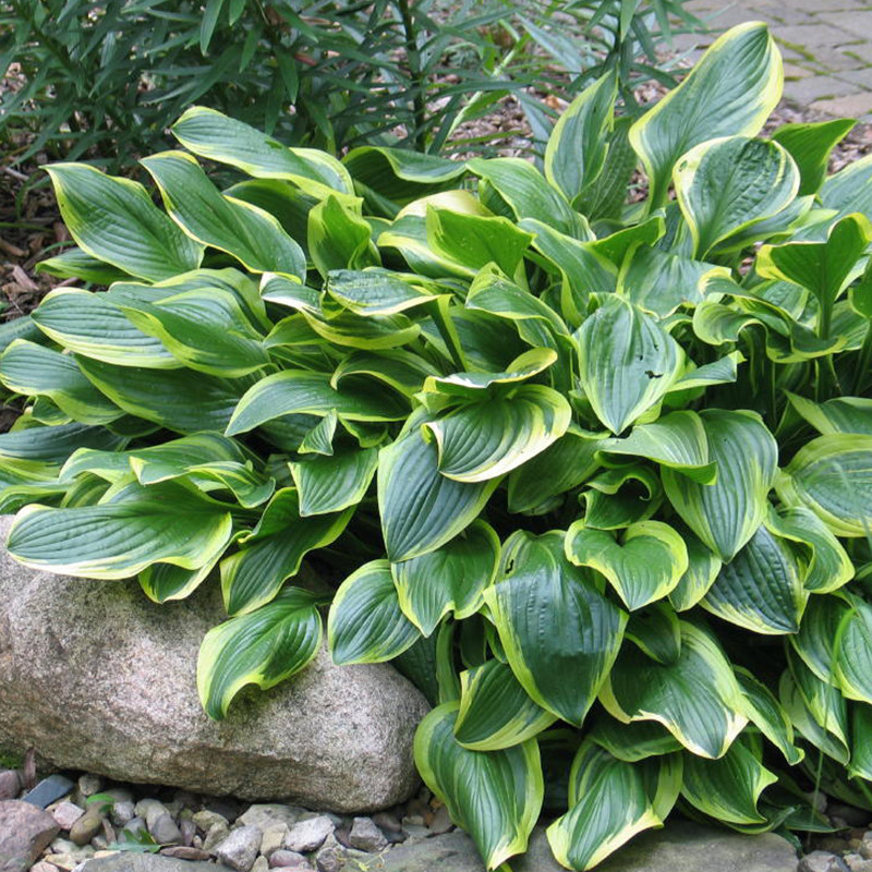 玉簪甜心盛世香花园美植彩叶耐阴宿根花卉裸根时令草本花卉