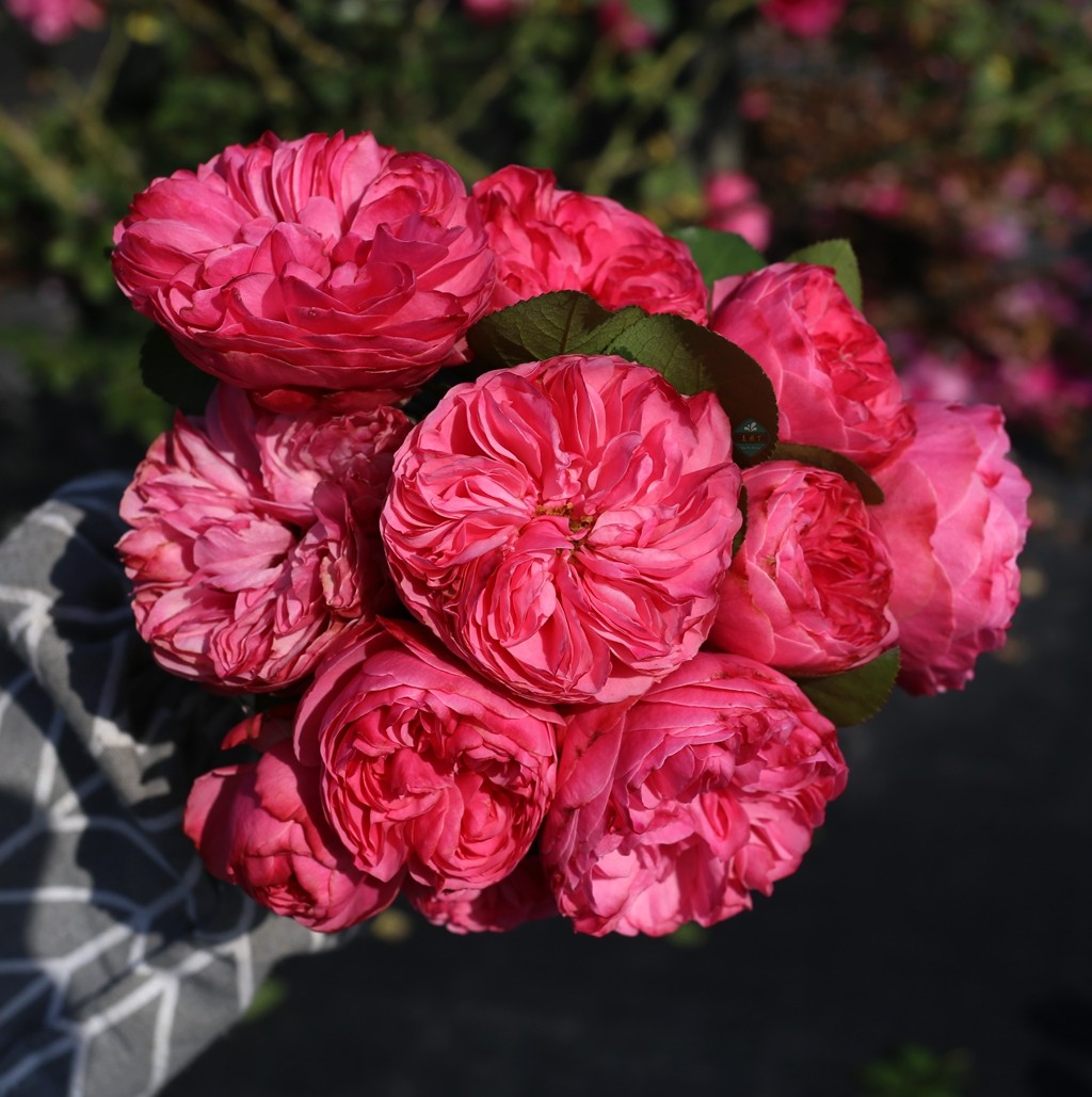 粉色达芬奇6l盆栽园美植老园丁中苗藤本月季观叶