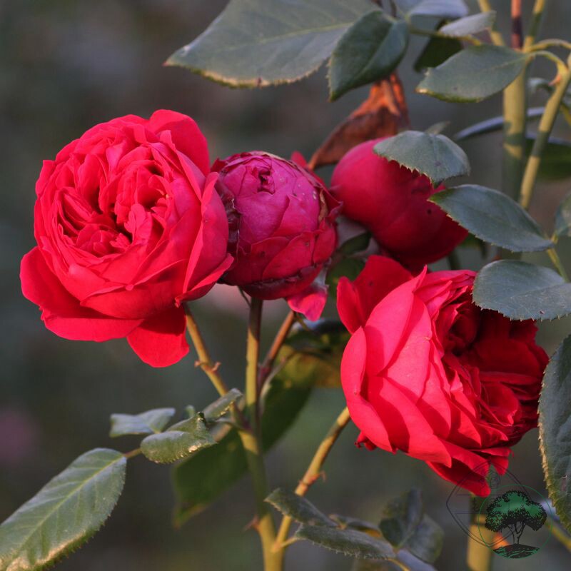 红色龙沙宝石6l盆栽园美植老园丁中苗藤本月季观叶