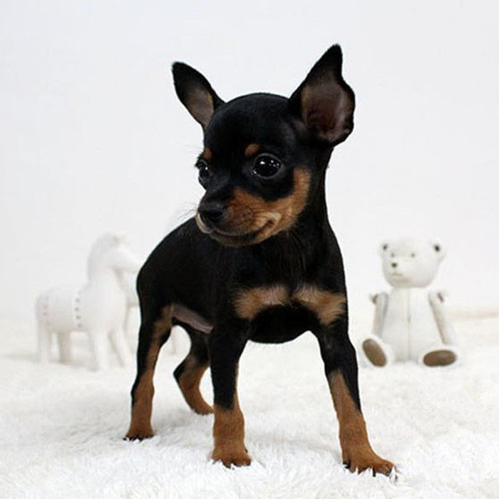 纯种小鹿出售犬鹿迷你杜宾犬小型狗长不大宠物狗狗狗