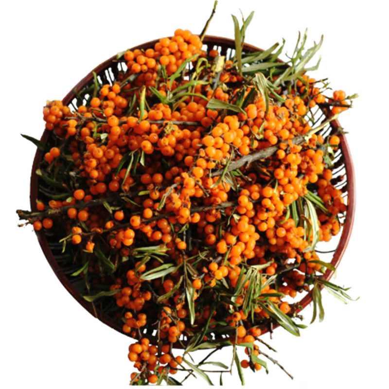 沙棘水果新鲜2020新果维生素酵素用果汁原野生沙棘