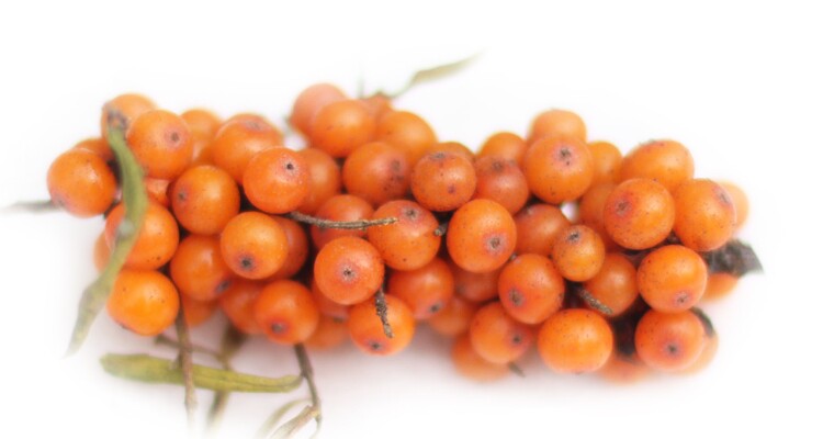 醋溜溜 野生沙棘果 可做酵素 可打沙棘汁5斤酸溜溜