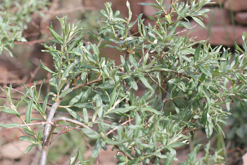 沙棘山西吕梁山梁山特产野生新鲜新沙棘叶子沙棘