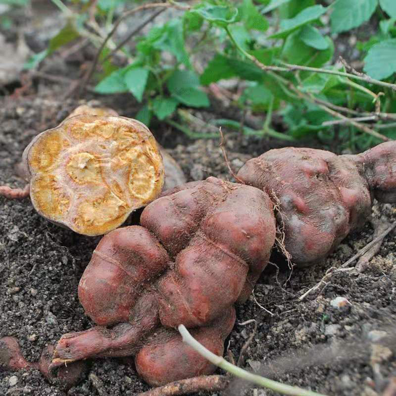 种子何首乌中草药药用植物四季播花阳台多年生野人家庭园艺种子