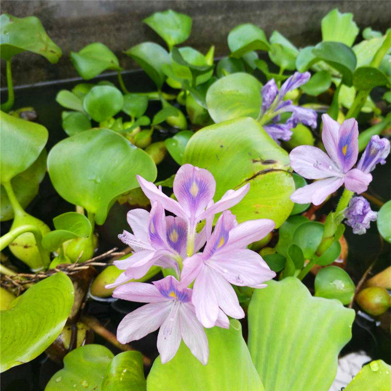 水生植物水培水养水葫芦凤眼布袋莲水浮莲养殖绿植