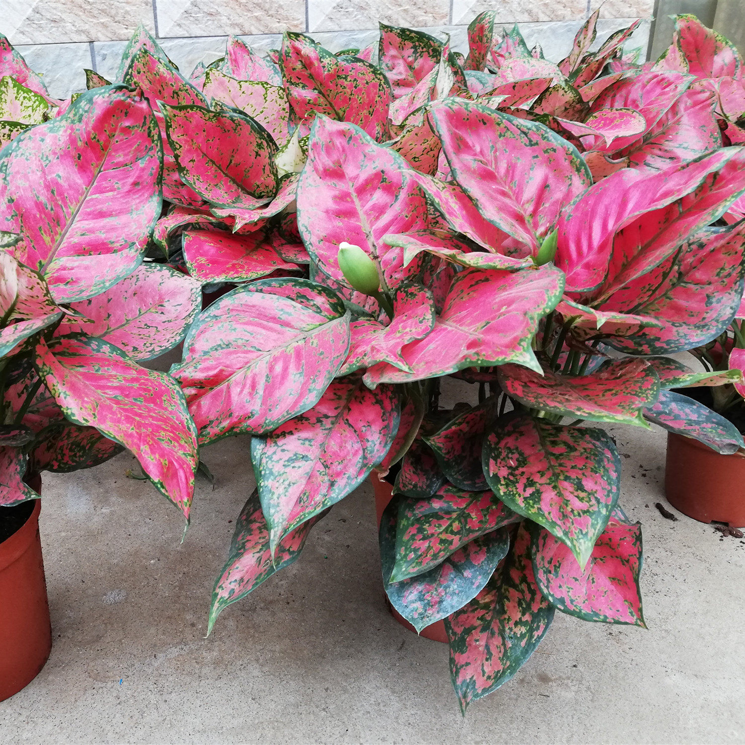 皇后如意红叶万年青创意盆栽花卉植物进口稀有花卉