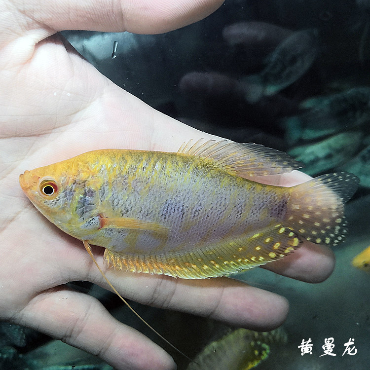 公母珍珠马观赏鱼热带小型耐养新手马甲珍珠黄曼龙鱼
