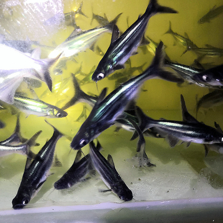 鲨鱼顺丰包邮蓝活体球鲨淡水淡水鲨虎头红眼白化鱼