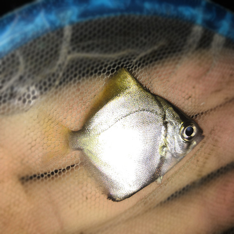 黄鳍鲳观赏鱼蝙蝠活体珊瑚神仙海水淡化群游大眼鱼