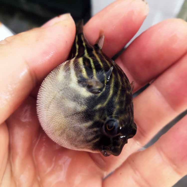 斑马狗头非洲进口河豚潜水艇淡水凶猛热带鱼观赏鱼鱼
