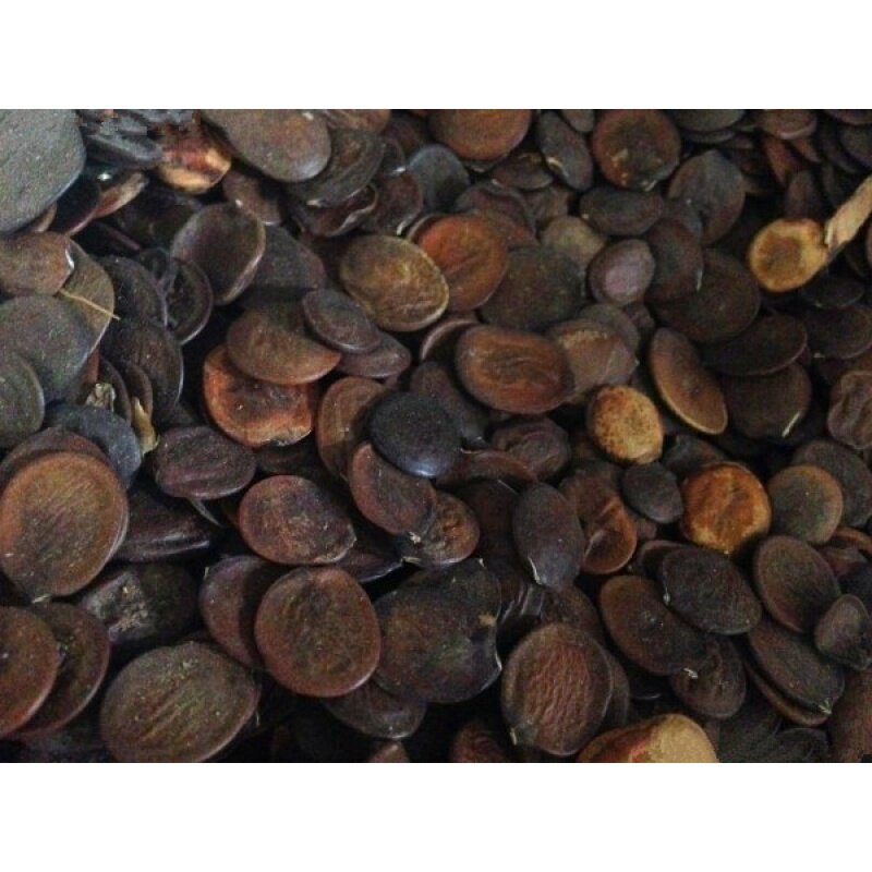 红花羊蹄甲种子 宫粉羊蹄甲 洋紫荆 红花紫荆 弯叶树种子 包邮_双氙